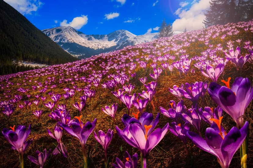 Wycieczka: Tatry - w poszukiwaniu krokusów