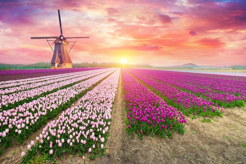 Wycieczka: Wycieczka do Holandii